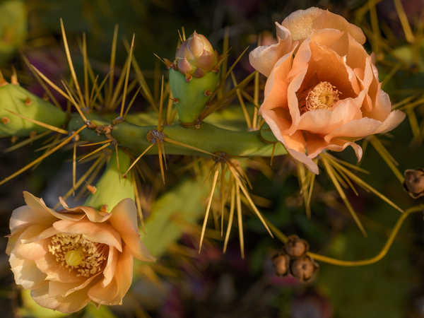 Cuban cactus flower bloom Digital Download
