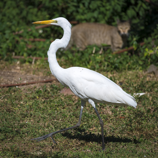 Great white Heron in Cuba Téléchargement Numérique