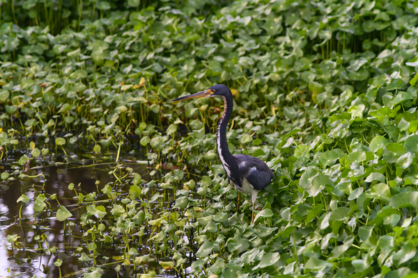 dominican black & white herring 2 Digital Download