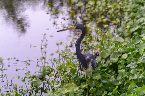 dominican black & white herring Digital Download