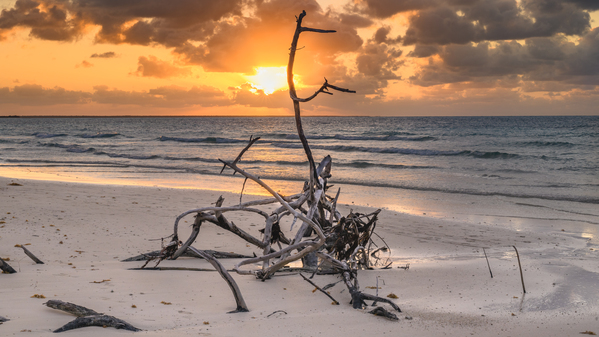 Caribbean driftwood sunset Digital Download