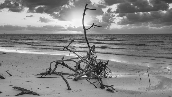 driftwood sunset bw Digital Download