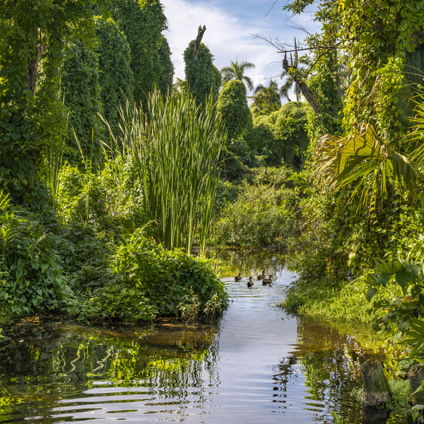 Ducks in a jungle pond Digital Download
