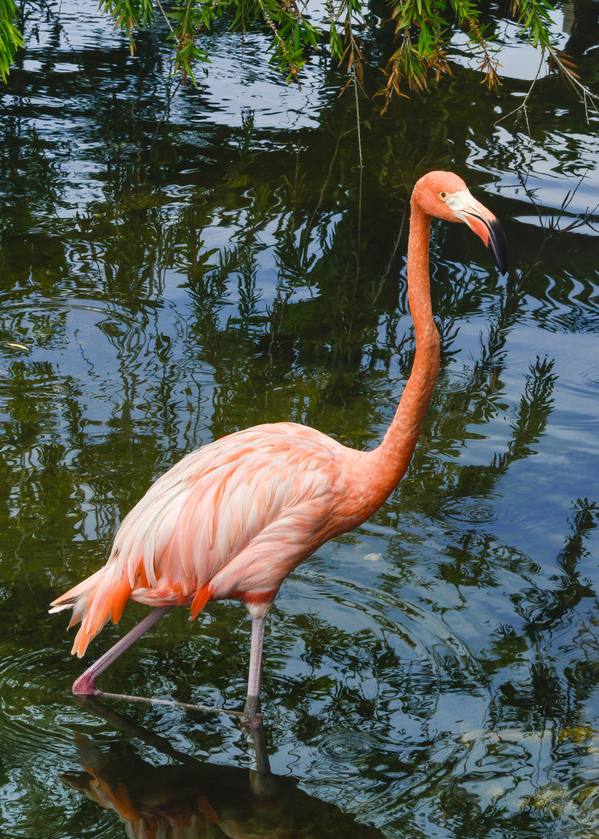Pink flamingo in pond Digital Download