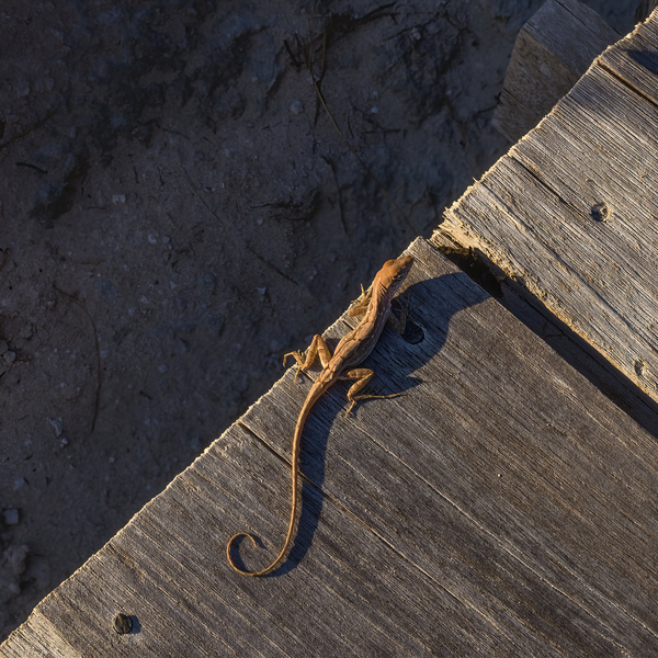 Gecko Anole on boardwalk Digital Download