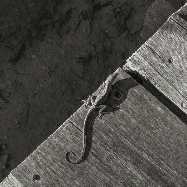 Gecko Anole on boardwalk in BW Digital Download