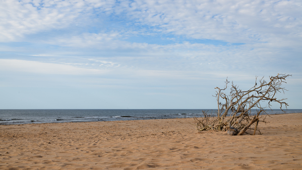 Greenwich Driftwood art 2 Digital Download