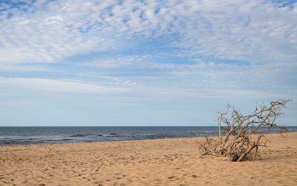 Greenwich driftwood art 3 Digital Download