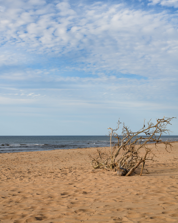 Greenwich beach driftwood art 4 Digital Download