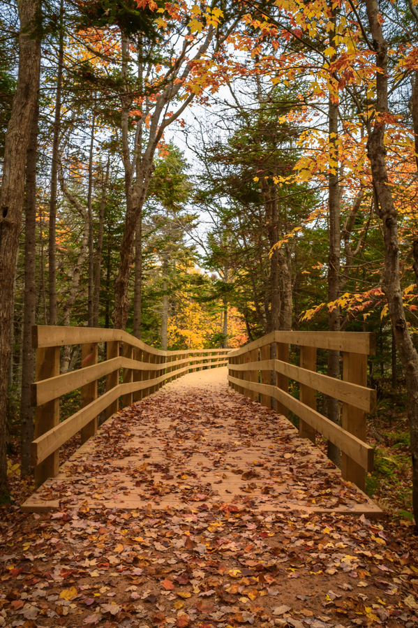fall colours boardwalk trail Digital Download