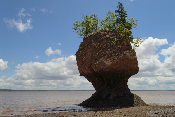 hopewell rock head silhouette-2 Digital Download