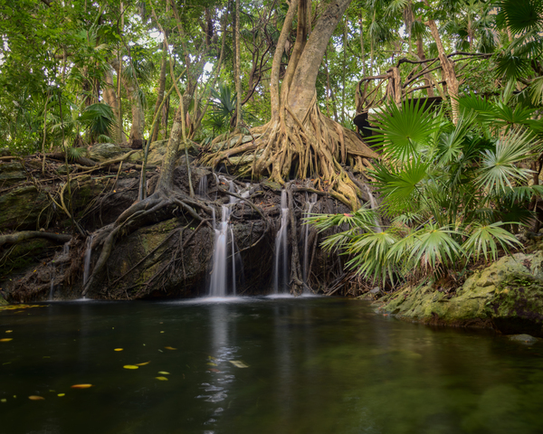 jungle tree waterfall 2 Téléchargement Numérique