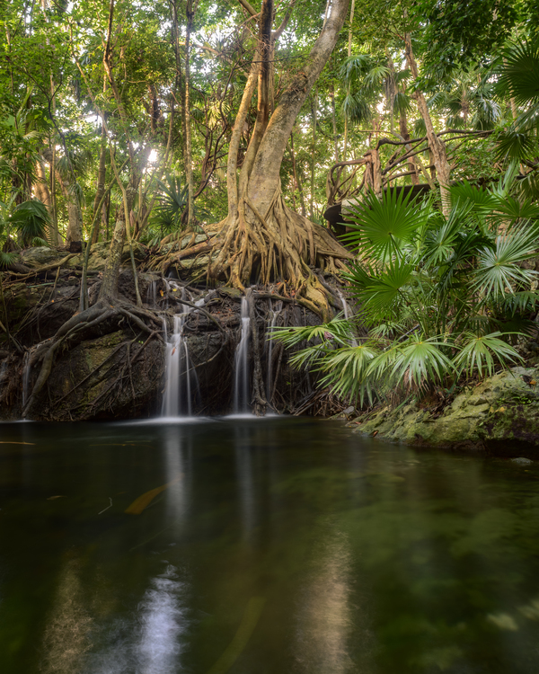 jungle tree waterfall Digital Download