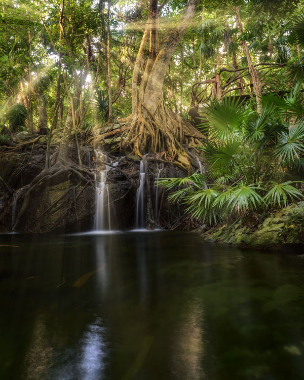 Jungle tree waterfall sunrays Digital Download
