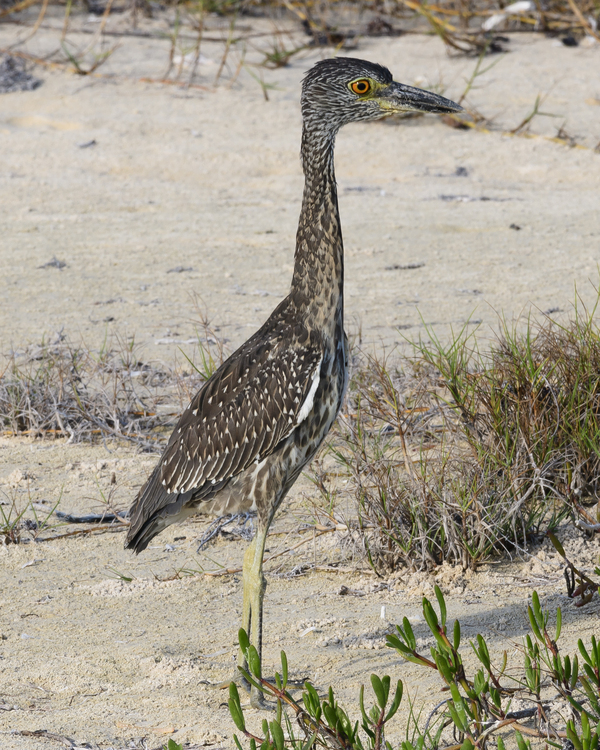 Small long leg cuban bird Digital Download
