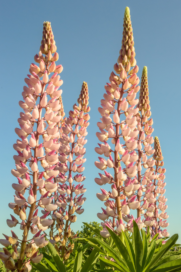 Colourful Lupins in Bloom 2 Digital Download
