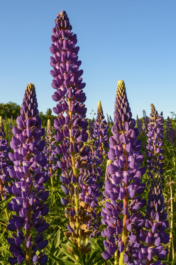 Colourful Lupins in Bloom 3 Digital Download