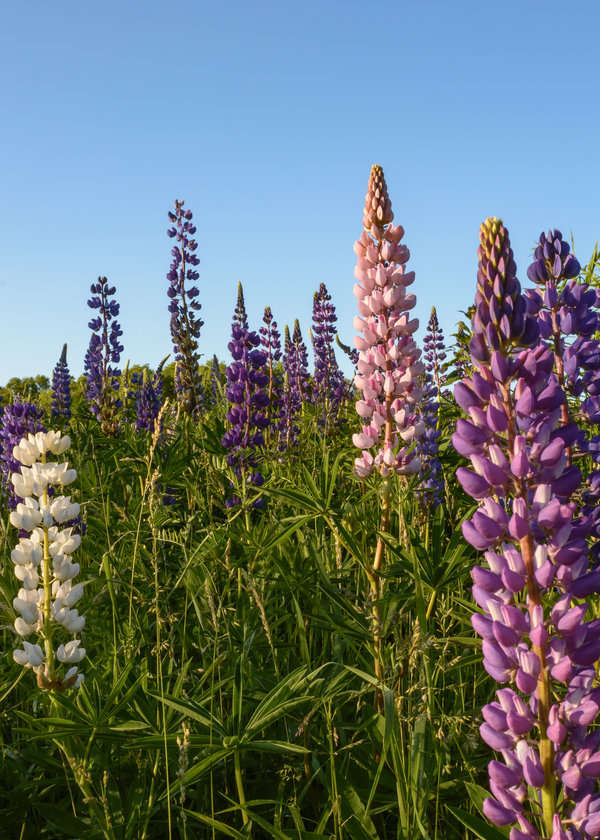 Colourful Lupins in Bloom 4 Digital Download