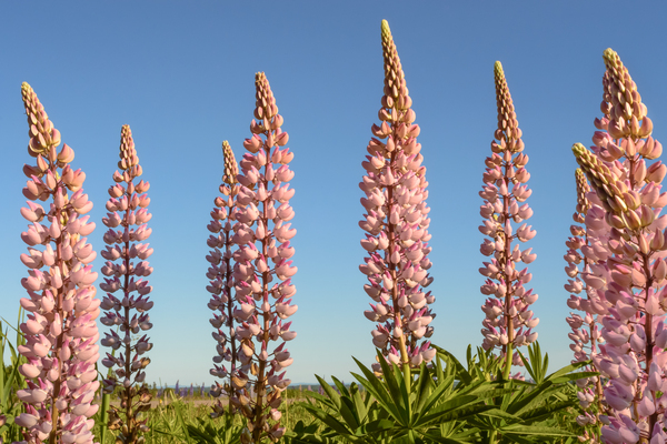 Colourful Lupins in Bloom 5 Digital Download