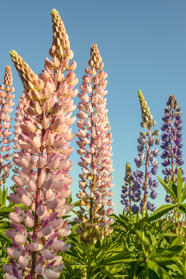 Colourful Lupins in bloom Digital Download