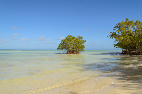 Mangrove on Cuban beach Digital Download