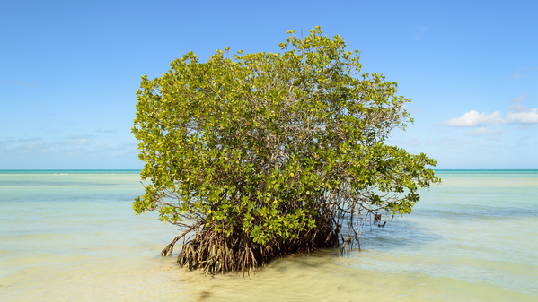 Mangrove on Cuban beach 2 Téléchargement Numérique
