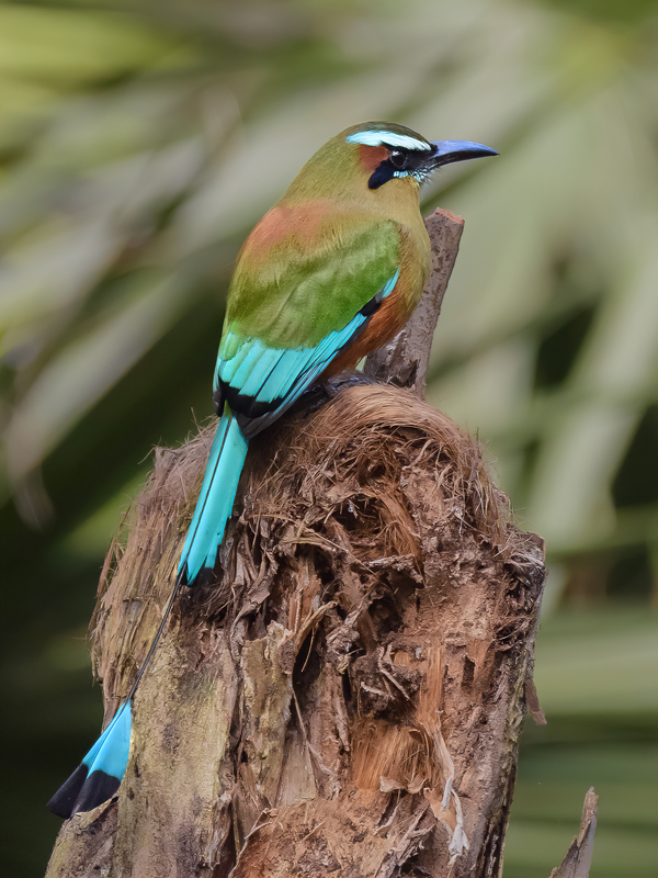 Mot Mot  Clock bird Digital Download