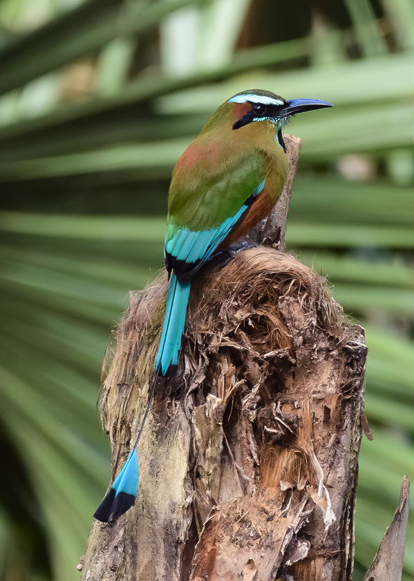 Mot Mot  Clock bird 2 Digital Download