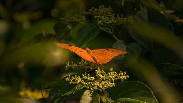 orange butterfly Digital Download