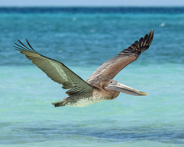 Pelican Cuban - 10 Digital Download