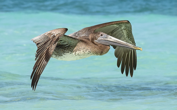 Pelican Cuban 11 Digital Download