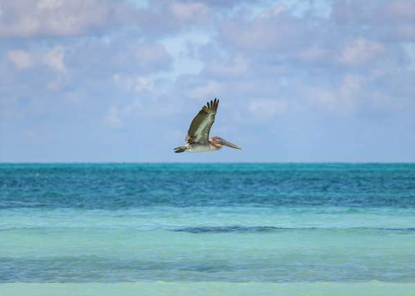 Pelican Cuban 12 Cuba Digital Download