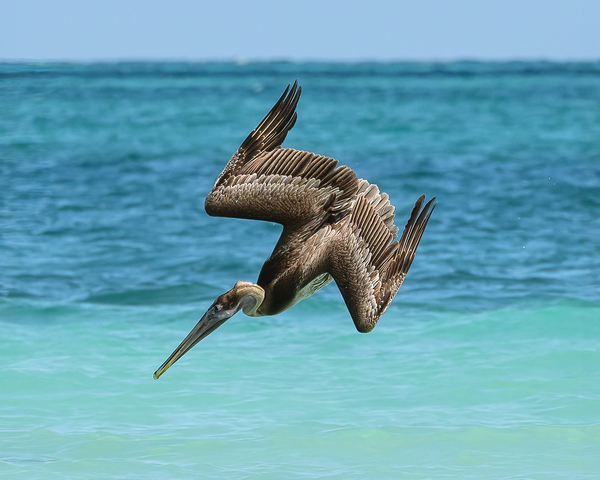 Pelican Cuban 14 Digital Download