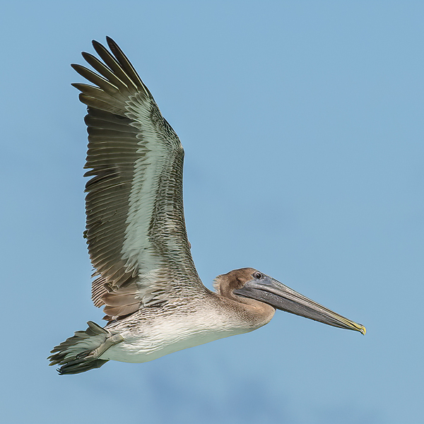 Pelican Cuban 15 Digital Download
