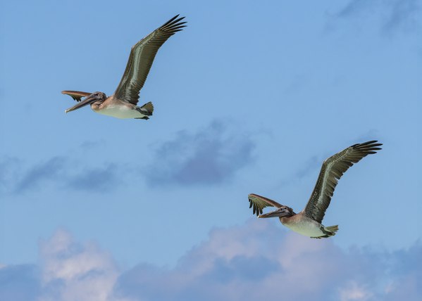 Two Cuban Pelicans in flight 2 Digital Download