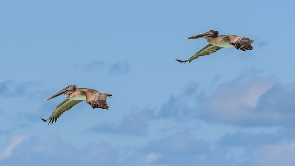 Two Cuban pelican in flight Digital Download