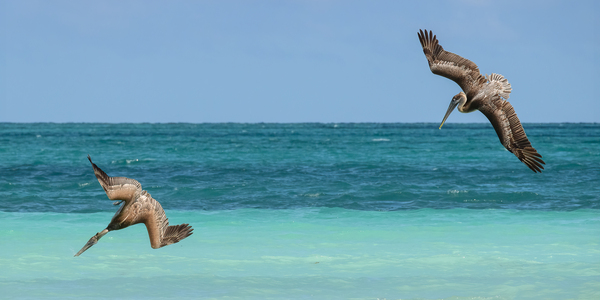 Pelican Cuban 4 Cuba Digital Download