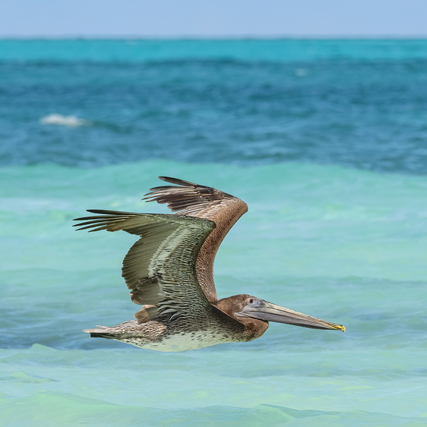 Pelican Cuban 7 Digital Download