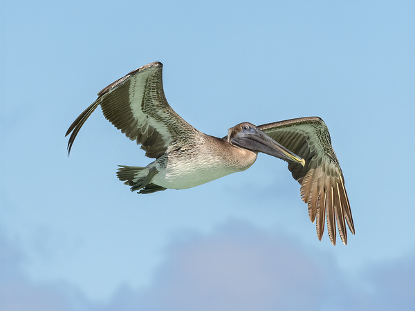 Pelican cuban - 8 Digital Download