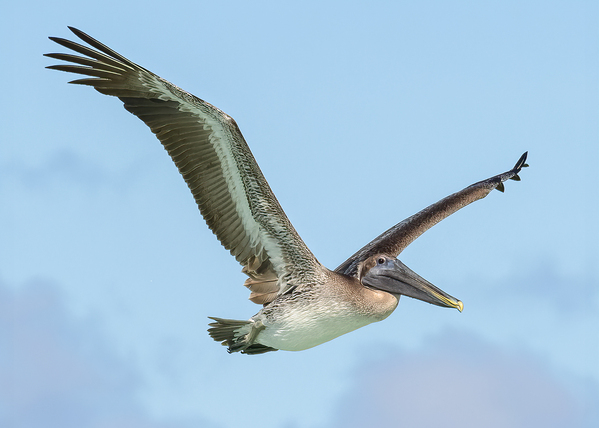 Pelican Cuban - 9 Digital Download