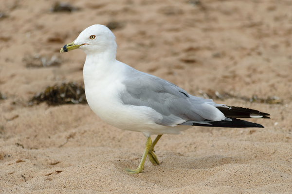Seagull walking on beach sand Digital Download