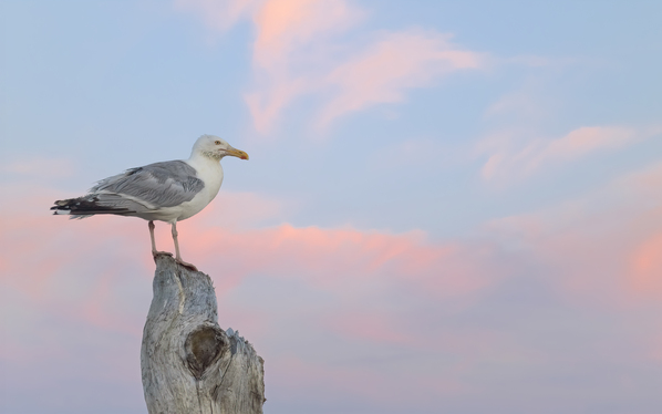 Seagull beautiful sky Digital Download