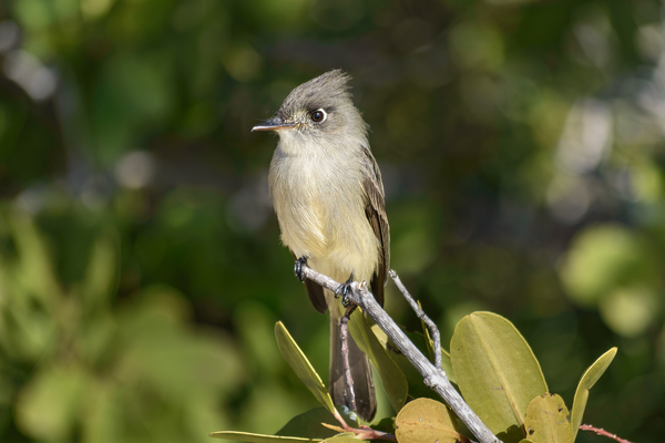 Small Cuban bird branch Digital Download