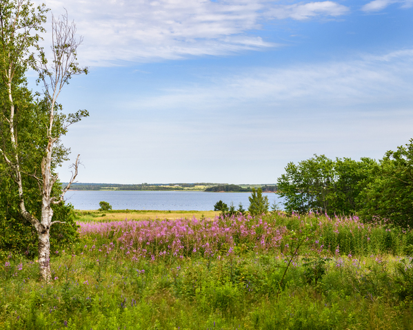 Prince Edward Island field view with ocean Digital Download