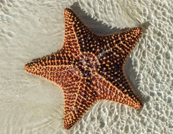 Giant Starfish on beach in ocean Digital Download