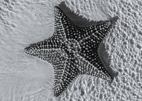 Giant starfish in black and white Téléchargement Numérique
