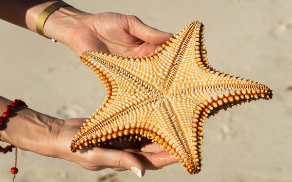 Starfish in womans hands Téléchargement Numérique