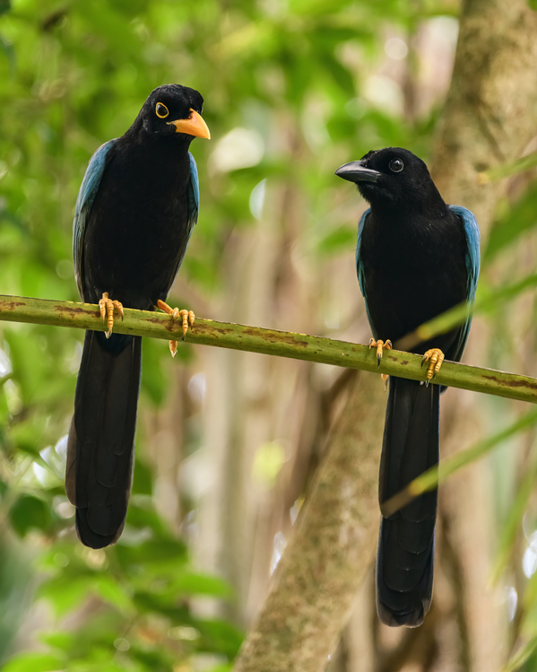 Two Yucatan Blue Jays Digital Download