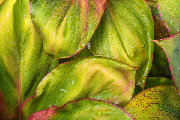 Wet Jungle Leaves closeup Digital Download