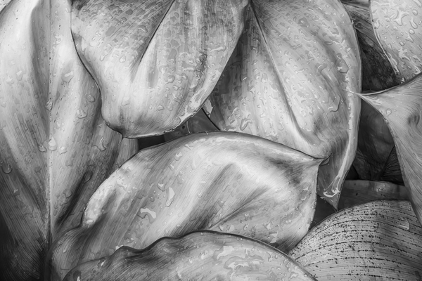 Wet Jungle Leaves closeup BW Digital Download